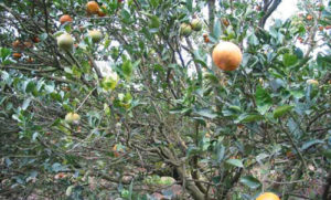 Citrus tree with citrus greening disease