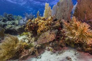 Florida coral reef