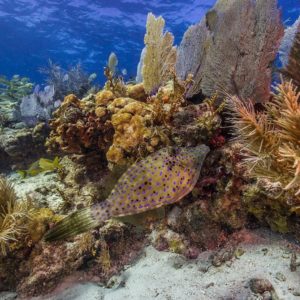 Florida coral reef