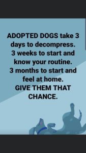 Adopted dogs saying