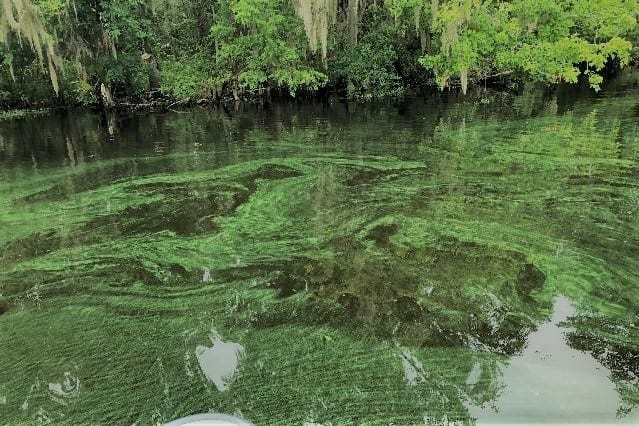 harmful-algae-blooms-in-indian-river-lagoon – Lisa Miller Associates